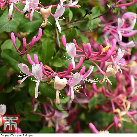Honeysuckle 'Belgica' - Image 6