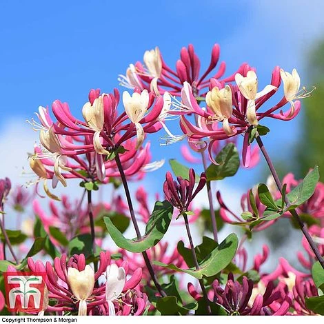 Honeysuckle 'Belgica' - Image 7