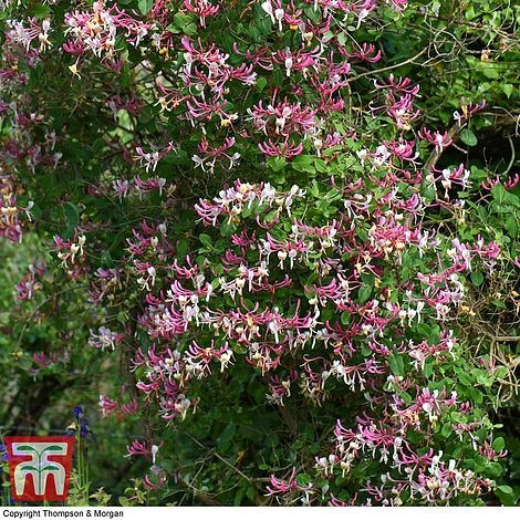 Honeysuckle 'Belgica' - Image 8