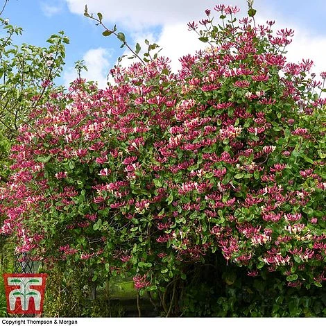 Honeysuckle 'Belgica' - Image 9