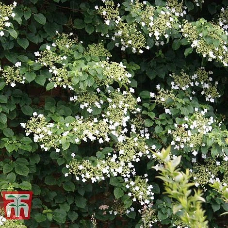 Hydrangea Petiolaris - Image 3