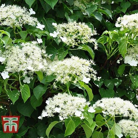 Hydrangea Petiolaris - Image 6