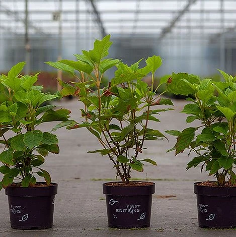 Hydrangea Quercifolia 'Amethyst' - Image 2