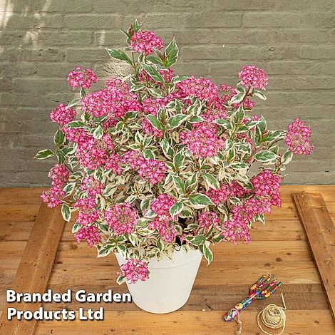 Hydrangea Serrata 'Euphoria Pink' - Image 3