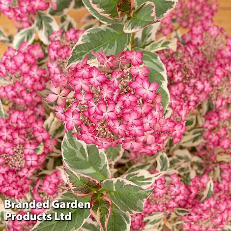 Hydrangea Serrata 'Euphoria Pink' - Image 6