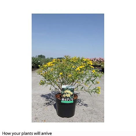 Hypericum Kalmianum 'Sunny Boulevard' - Image 2