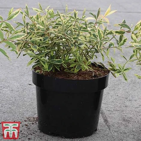 Hypericum Calycinum 'Carnival' - Image 2