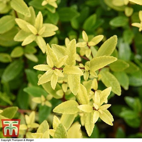 Holly Triflora Var. Kanehirae - Image 4