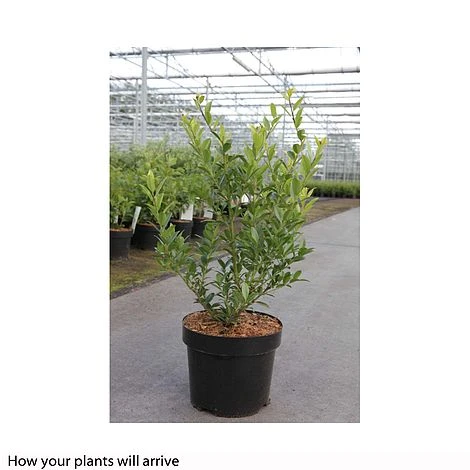 Holly Triflora Var. Kanehirae - Image 2