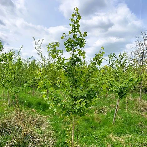 Field Maple Tree (Acer Campestre) Grown By Cotswold Trees - Image 2