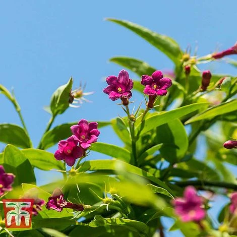 Jasminum Beesianum - Image 2