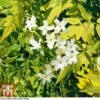 Jasminum Officinale 'Fiona Sunrise'