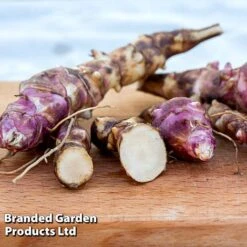 Jerusalem Artichoke 'Papas' (Gourmet Roots)