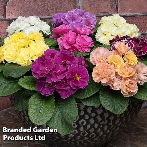 Primrose 'Queen Mixed' - Image 2