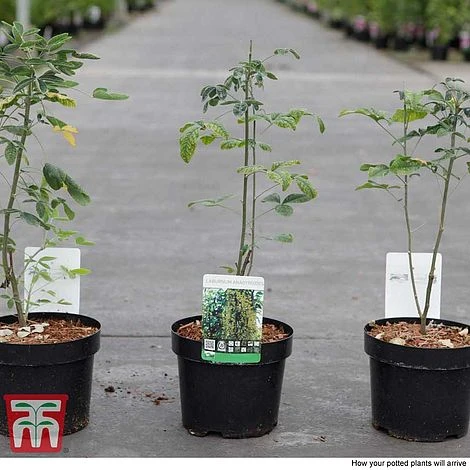 Laburnum Anagyroides - Image 3