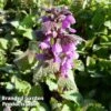 Lamium Maculatum Roseum