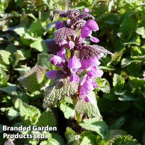 Lamium Maculatum Roseum