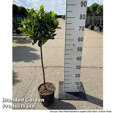 Laurus Nobilis (Standard) - Image 11