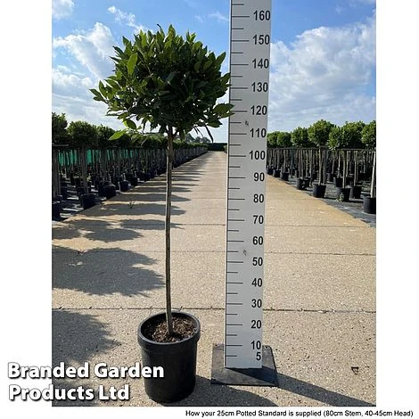 Laurus Nobilis (Standard) - Image 12