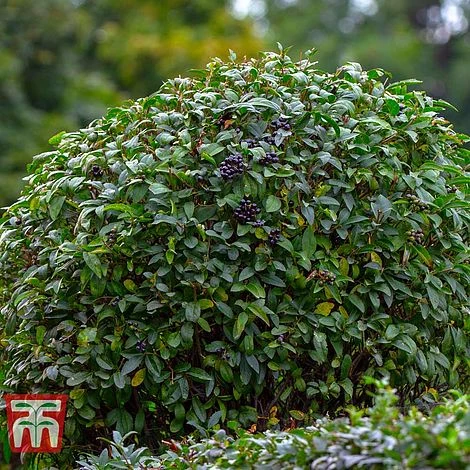 Ligustrum Vulgare - Image 2