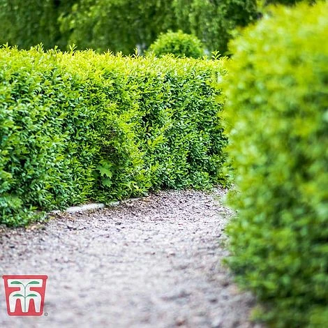 Ligustrum Vulgare - Image 3