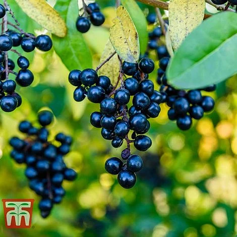 Ligustrum Vulgare - Image 4