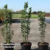 Ligustrum Vulgare 'Straight Talk'