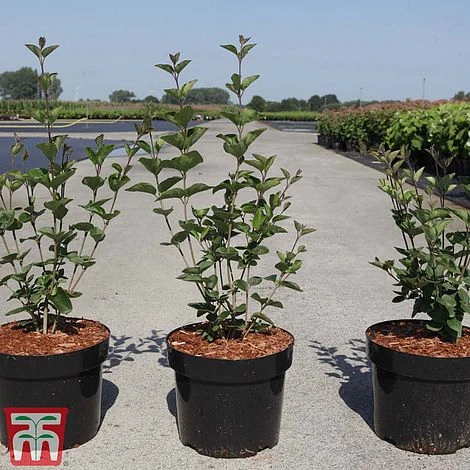 Lilac Dwarf 'Tinkerbelle' - Image 2