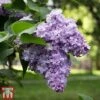 Lilac 'Michel Buchner'