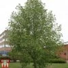Liriodendron Tulipifera 'Aureomarginatum'