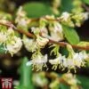 Lonicera Fragrantissima