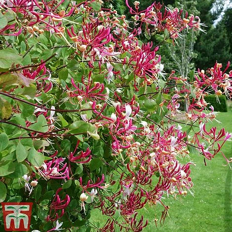 Honeysuckle 'Serotina' - Image 2