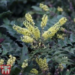 Mahonia Japonica 'Hivernant'