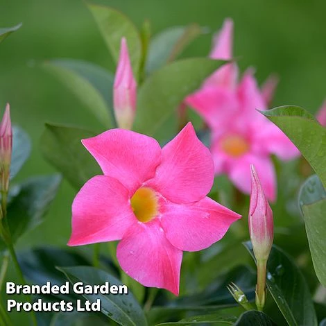Mandevilla 'Sundaville Collection' - Image 3