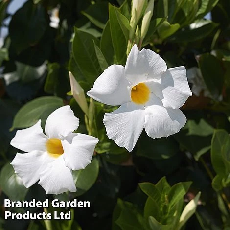 Mandevilla 'Sundaville Collection' - Image 2