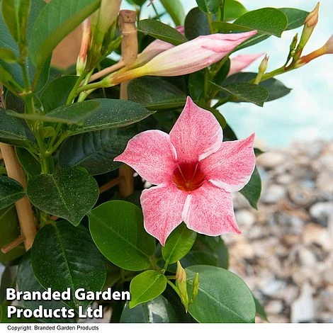Mandevilla 'Sundaville Flamingo Pink' - Image 2