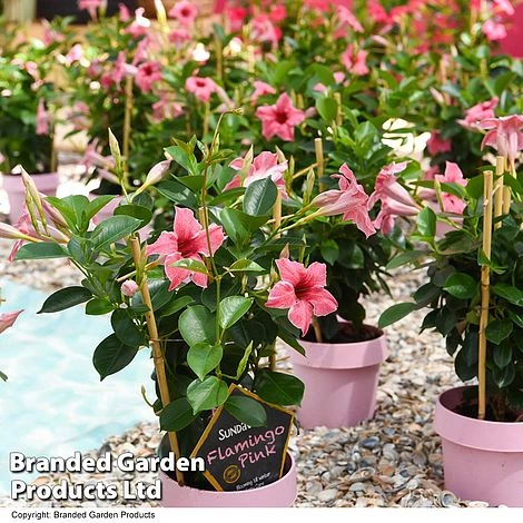 Mandevilla 'Sundaville Flamingo Pink' - Image 3