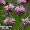 Monarda 'Beauty Of Cobham'