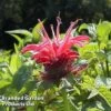 Monarda 'Croftway Pink'