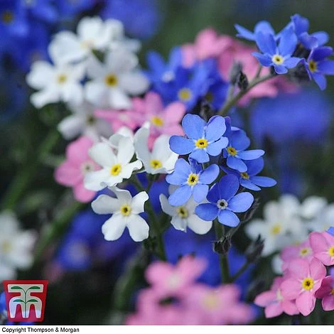 Forget-Me-Not Mixed - Image 2