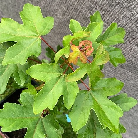 Field Maple Tree (Acer Campestre) Grown By Cotswold Trees - Image 3