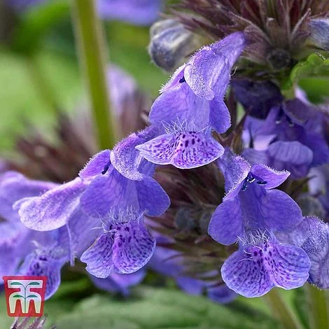 Nepeta 'Neptune' - Image 6