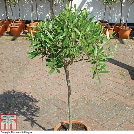 Olive Tree (Standard) - Image 12