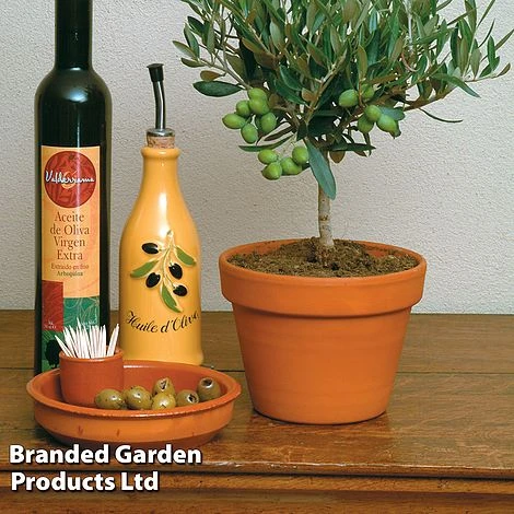 Olive Tree (Standard) - Image 4