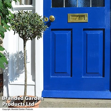 Olive Tree (Standard) - Image 8