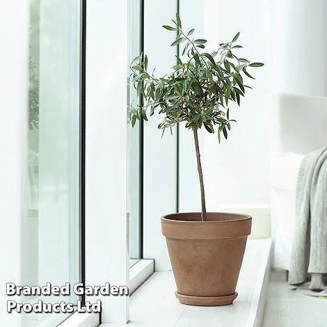 Olive Tree (Standard) - Image 9