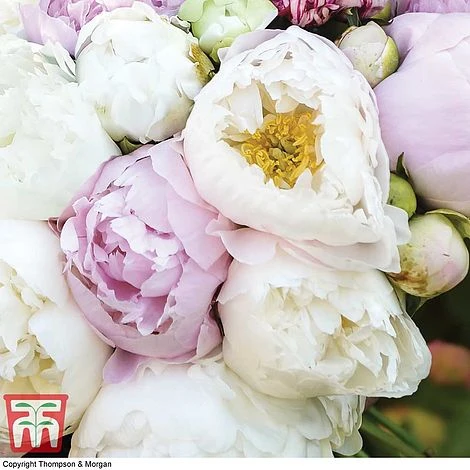 Peony 'Scented Bouquet Mix' - Image 2