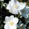 Philadelphus 'Natchez'