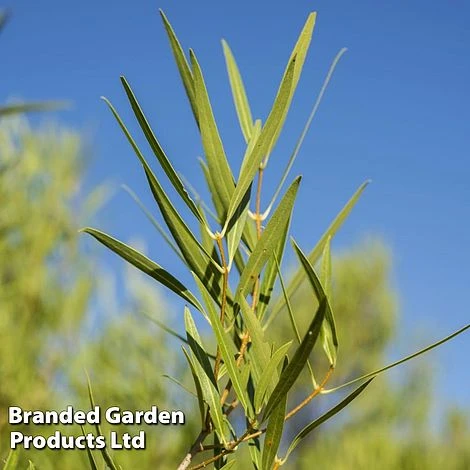 Phillyrea Angustifolia - Image 2