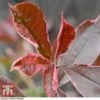 Photinia X Fraseri 'Pink Marble'